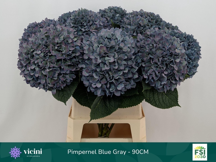 <h4>Hydrangea  'Pimpernel'  CL</h4>