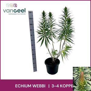 ECHIUM WEBBII