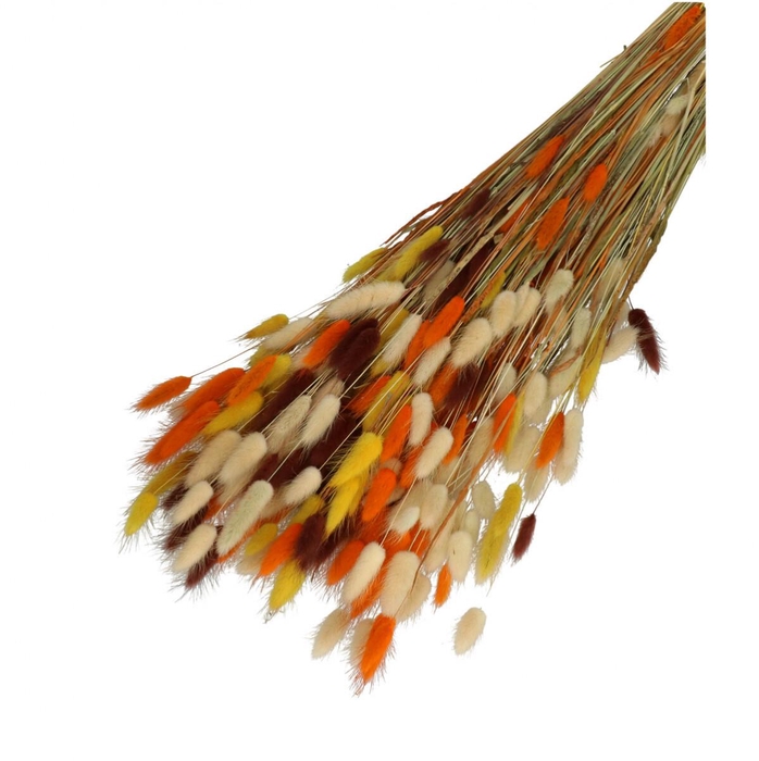 <h4>Dried flowers Lagurus mix 65cm 100g</h4>