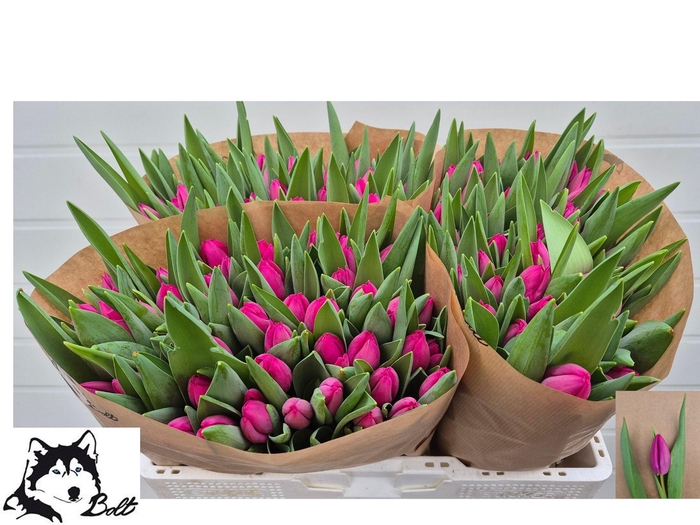 <h4>TU EN PINK ARDOUR</h4>