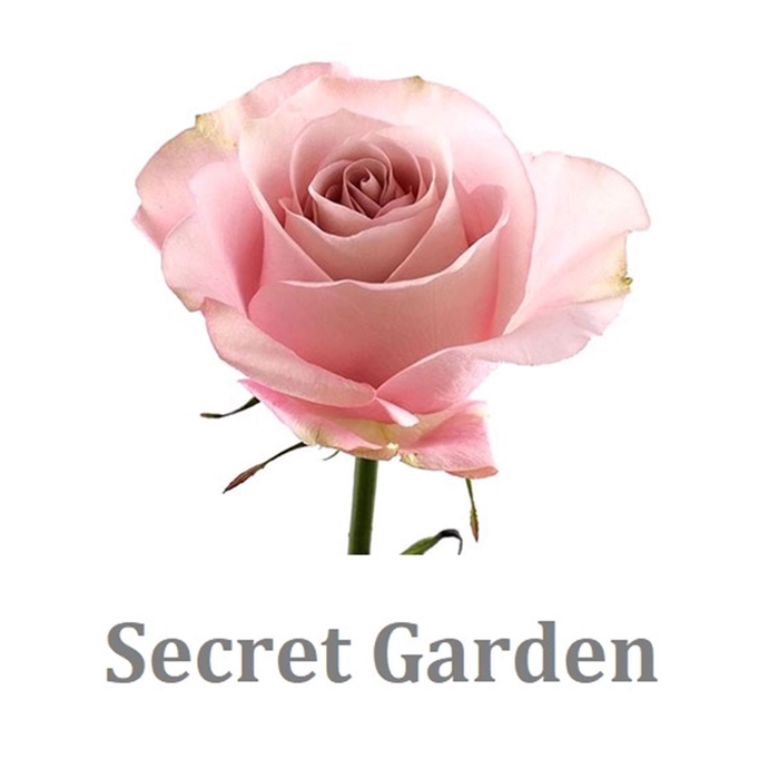 <h4>R Gr Secret Garden</h4>
