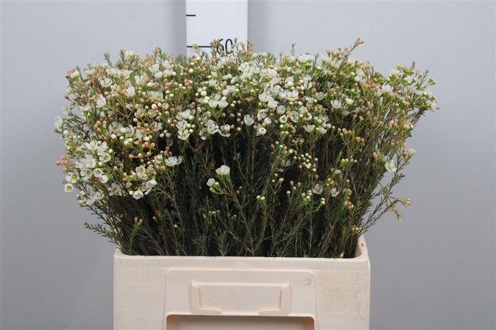 <h4>Chame Me Sirius</h4>