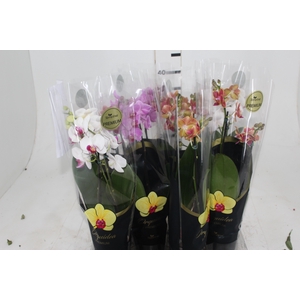 PHALAENOPSIS MINI P09 2 HT PREMIUM