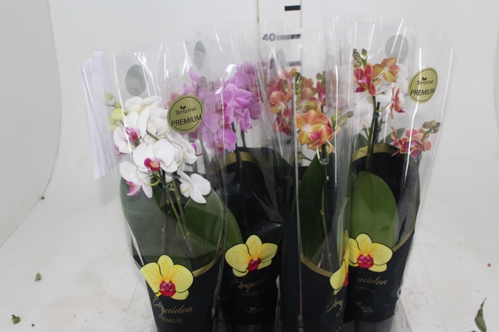 <h4>PHALAENOPSIS MINI P09 2 HT PREMIUM</h4>
