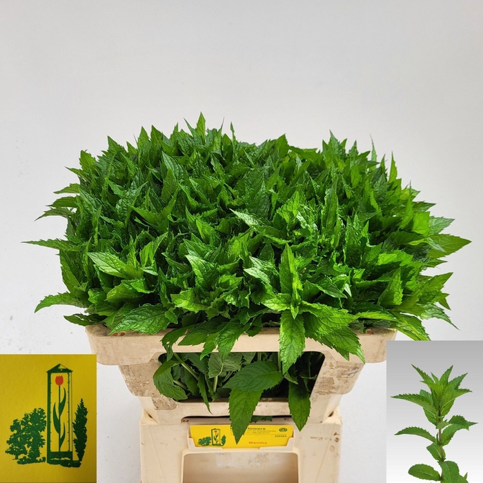 <h4>Mentha Tigra Firma Klein</h4>