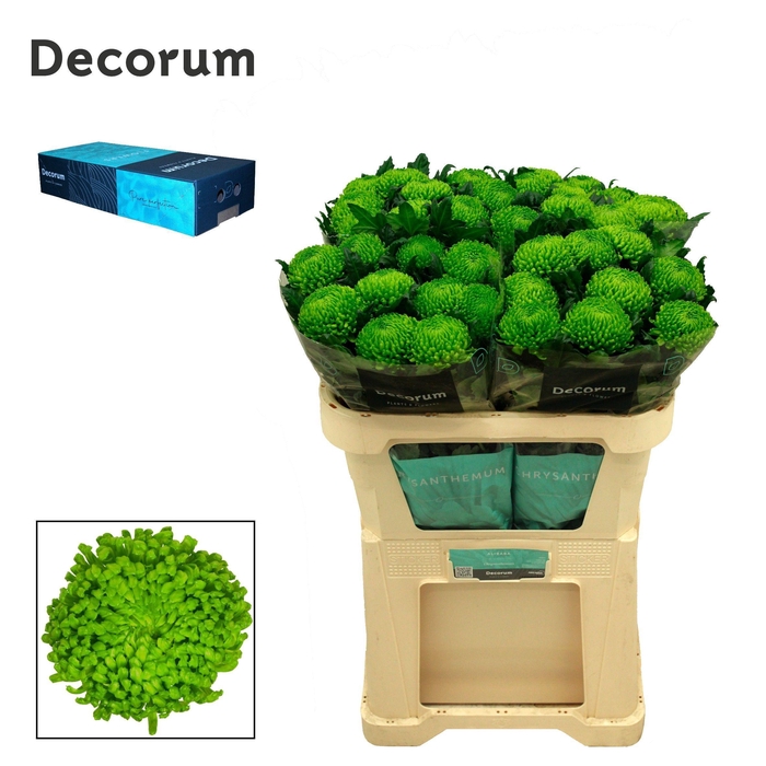 <h4>Chr G Alemani</h4>