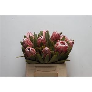 Protea Pink Lady