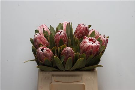 <h4>Protea Pink Lady</h4>