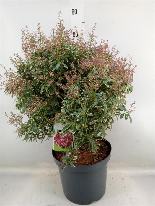 <h4>Pieris   ...</h4>