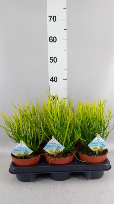 <h4>Euphorbia   ...</h4>