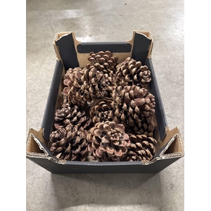 PINUS PINEA DENNENAPPEL