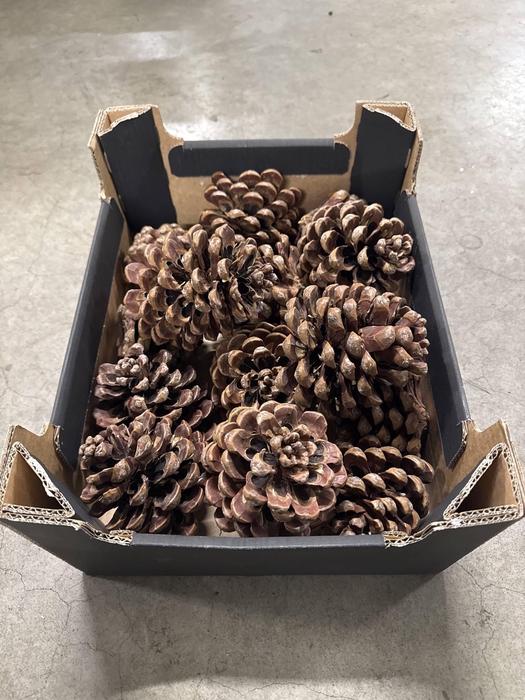 <h4>PINUS PINEA DENNENAPPEL</h4>