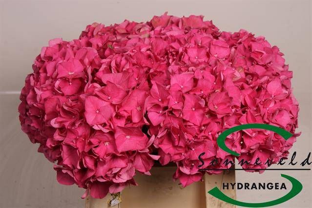 <h4>HYDR M CH RODEO RD</h4>