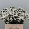 Limonium Silvery Sun Birds