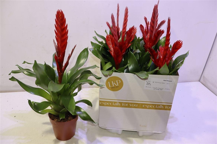 <h4>Vries Style</h4>