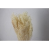 Dried Brooms Bleached Bunch