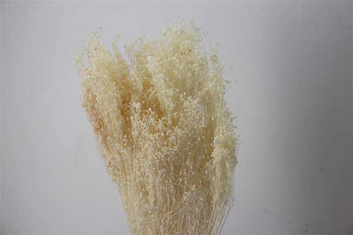 <h4>Dried Brooms Bleached Bunch</h4>