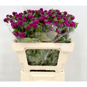 Gomphrena Globosa Purple