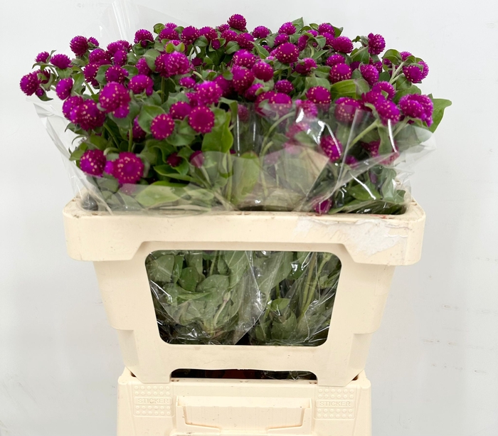 <h4>Gomphrena Globosa Purple</h4>