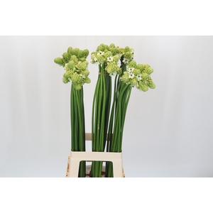 Ornithogalum Saundersiae