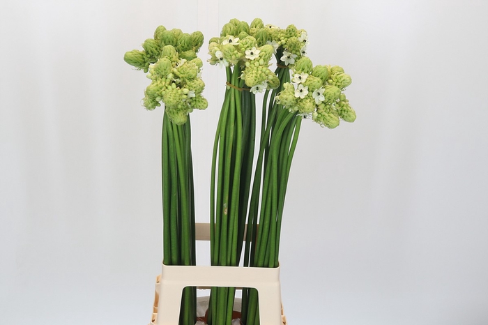 Ornithogalum Saundersiae