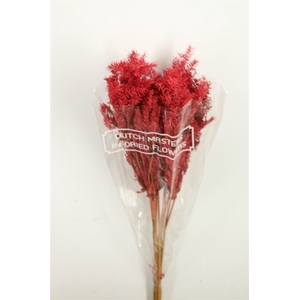 Dried Umbr. Plant Red Bunch