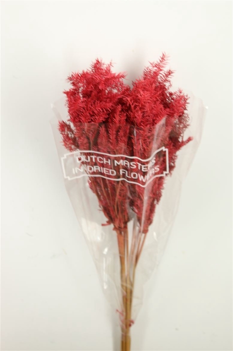 Dried Umbr. Plant Red Bunch