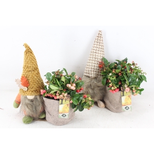 arr4 Outdoor JS - Gnome gaultheria