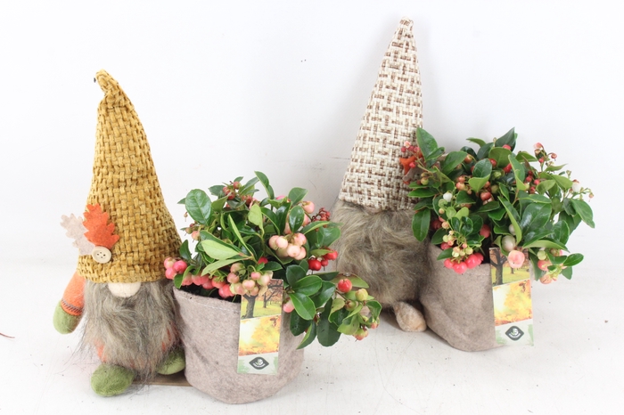 <h4>arr4 Outdoor JS - Gnome gaultheria</h4>