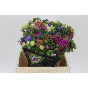 Anemone Levante Rainbow Mix