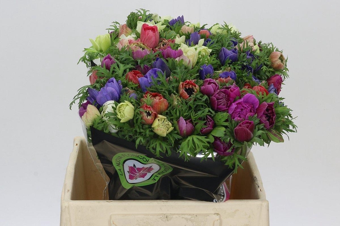 <h4>Anemone Levante Rainbow Mix</h4>