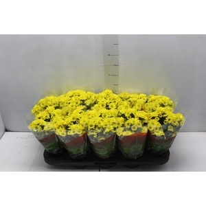 CRISANTEMO MINI P11 AMARELO