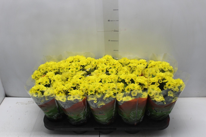 <h4>CRISANTEMO MINI P11 AMARELO</h4>