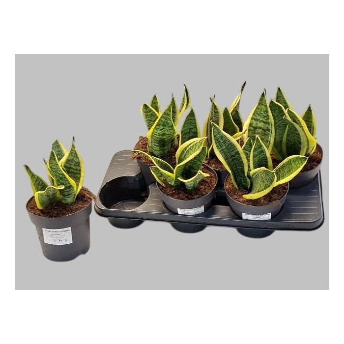 <h4>Sansev Futura Superb</h4>