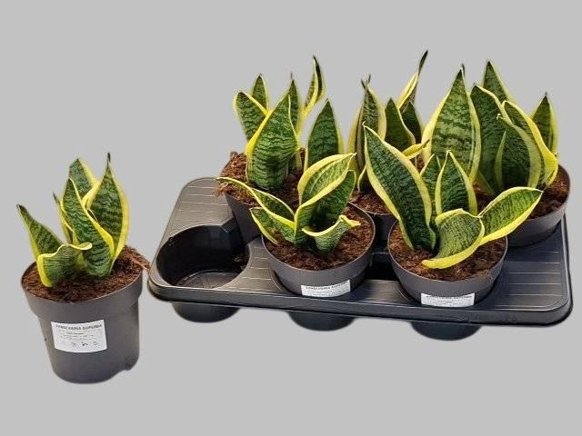 Sansev Futura Superb