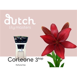 Li La Corleone