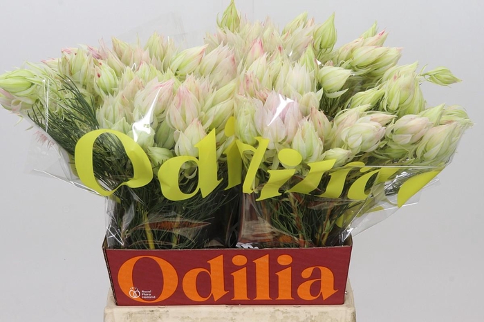<h4>Blushing Bride 4/6 Flowers</h4>