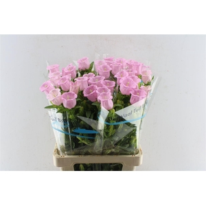 Campanula M Cam Pear Pink