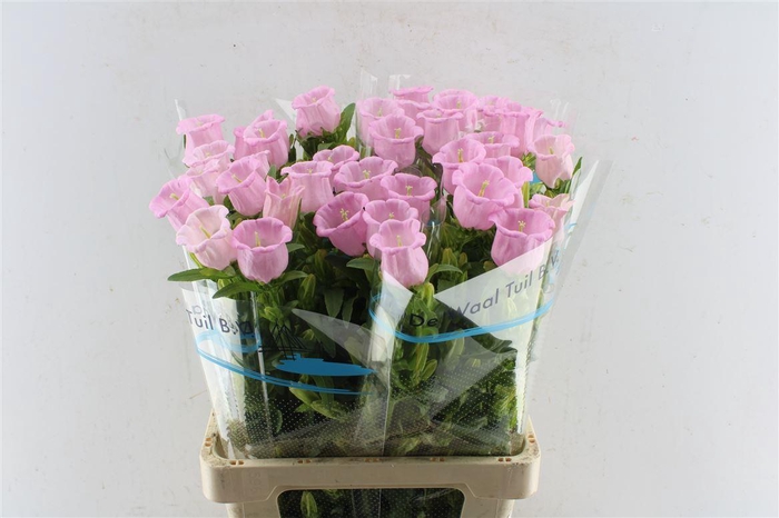 <h4>Campanula M Cam Pear Pink</h4>