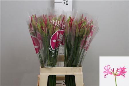 <h4>Ne Bo Ras Van Roon</h4>