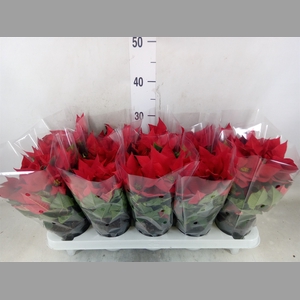 Euphorbia pulc. 'Christ Universe'