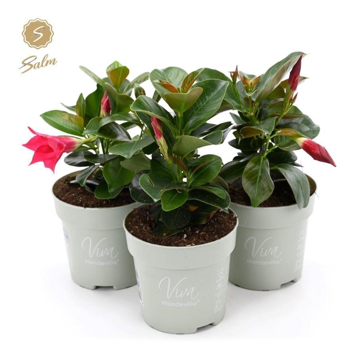 <h4>Viva Mandevilla P10</h4>