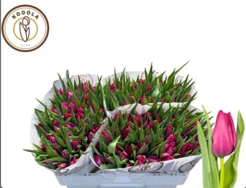 <h4>TU EN SWEET ROSY</h4>