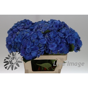 Hydrangea royal crown blue