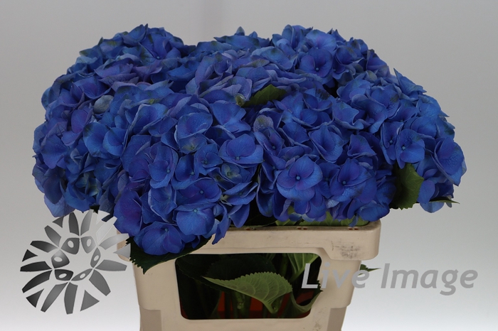 <h4>Hydrangea royal crown blue</h4>