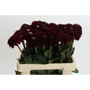 Dahlia BA 'Black Fox'