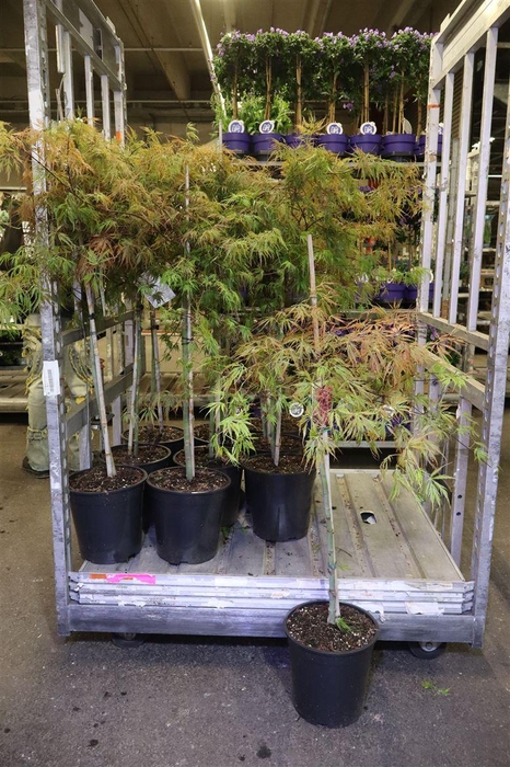 <h4>arr8 Acer Pa Garnet</h4>