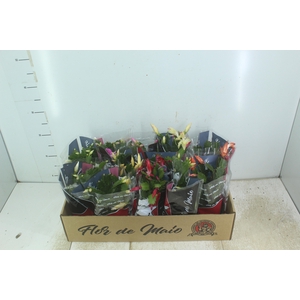 FLOR DE MAIO P11