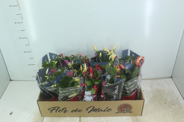 <h4>FLOR DE MAIO P11</h4>