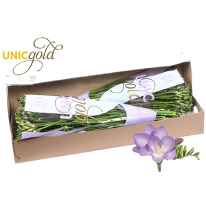 UG MC Hofland - Palermo box